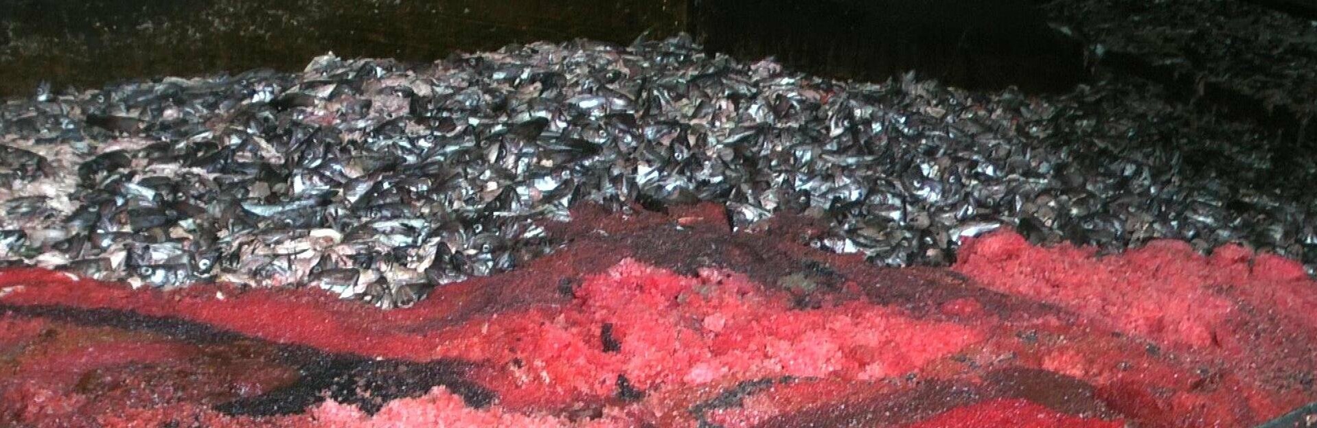 На Камчатке уничтожат более 25 тонн икры